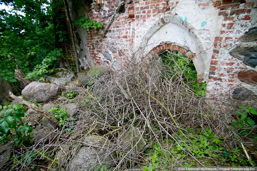 Забытые могилы: кирха и кладбище в поселке Тишино зарастают деревьями