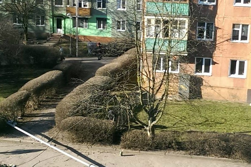 В Калининграде из-за обрезки деревьев рухнул фонарный столб (фото)