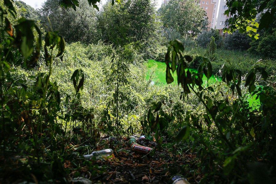 Страшный сон Тортиллы: почему вода в Ялтинском пруду стала ядовито-зеленой (фото)