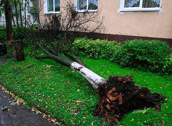 Житель Храброво напилил деревьев у себя во дворе на 400 тысяч рублей