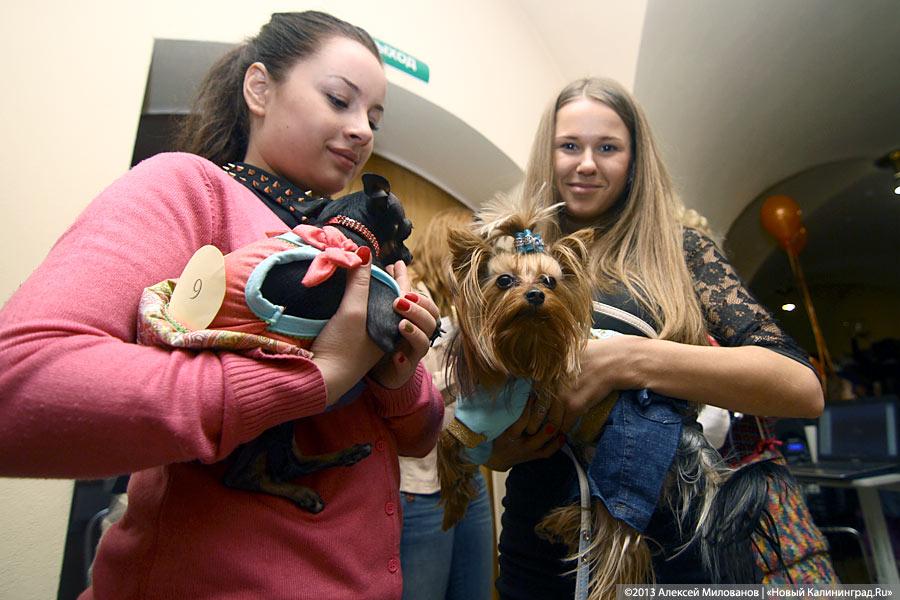 «Ой какая маленькая»: дефиле мини-собачек в музее янтаря