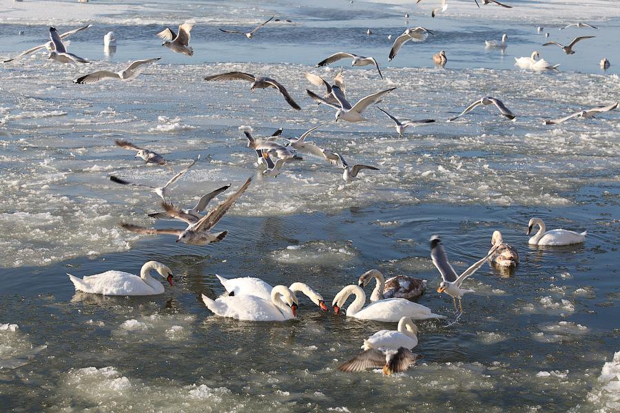 Сотня белых лебедей: как в Балтийске поддерживают замерзающих птиц