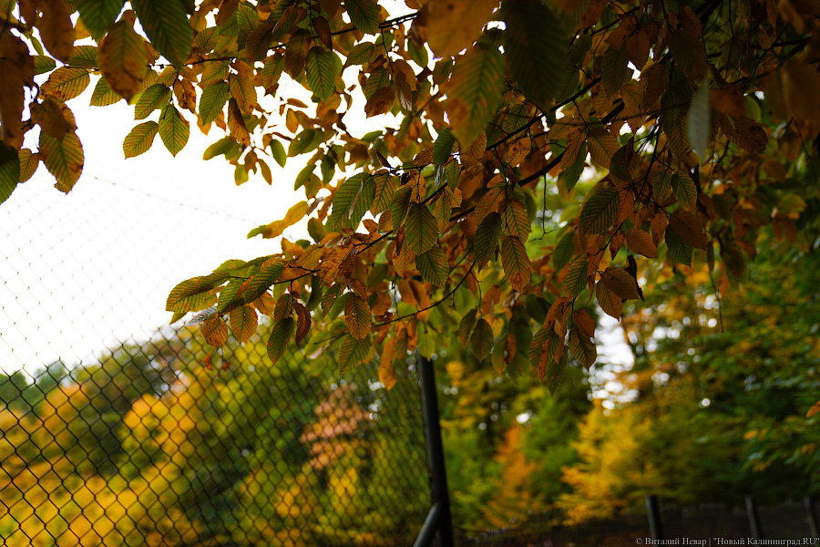 Увидеть в последний раз: осень на стадионе «Спартак», который хотят застроить (фото)