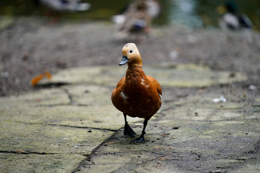 Вот компания какая: Калининградский зоопарк открыл все павильоны для посетителей