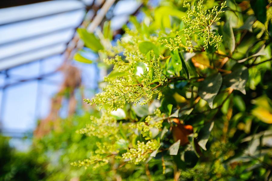 Экзотика в руинах: аварийные оранжереи Ботанического сада и их будущее