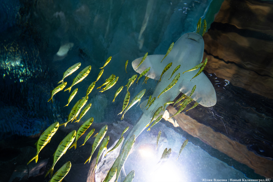 Музей-корабль, музей-планета: экскурсия по корпусу-шару «Планета Океан»