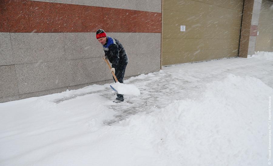 "Нападение белых мух": фоторепортаж "Нового Калининграда.Ru"
