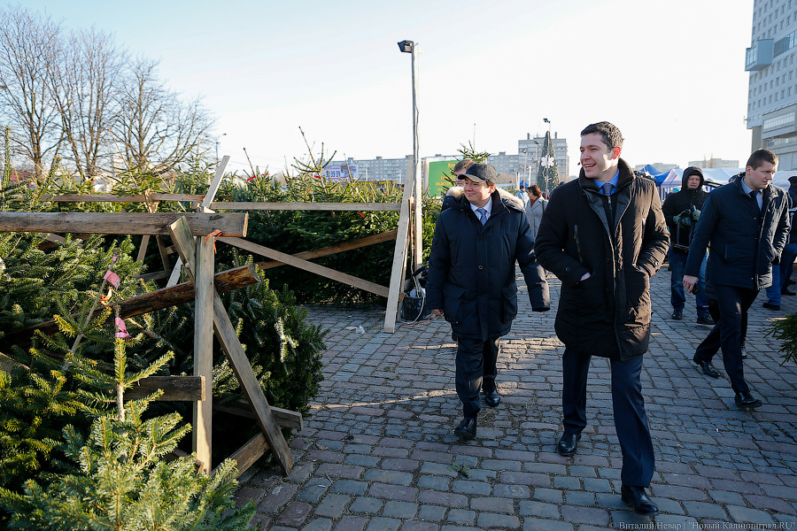 Губернаторский распил: как Алиханов ёлку выбирал