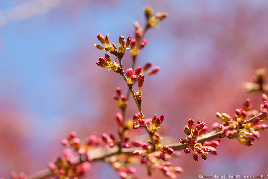 Тот, кто любит цветы: в Калининграде цветёт Ботанический сад (фото)