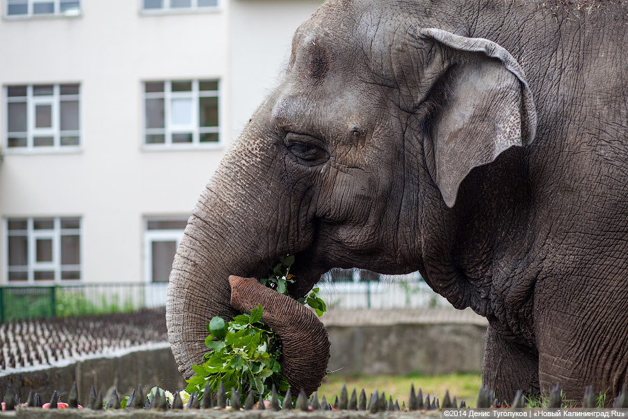 В Калининградском зоопарке отметят 52-летие слонихи Преголи фруктовыми шашлыками