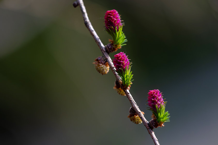 Весна в городе: посмотрите, как зацвёл Ботанический сад (фото)