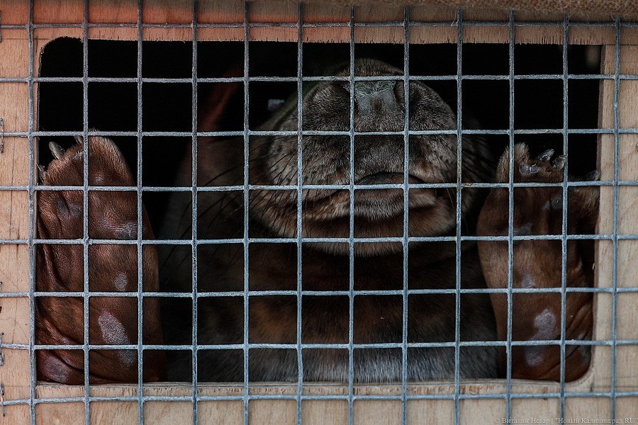 Ушли в закат: на Куршской косе выпустили рождённых в зоопарке тюленей (фото)