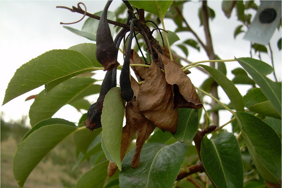 В яблоневом саду под Черняховском ввели фитокарантин из-за инфекции у груши