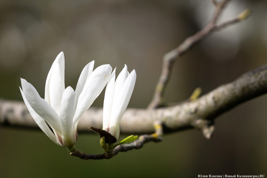 Показываем, как в Ботаническом саду цветут магнолии (фото)