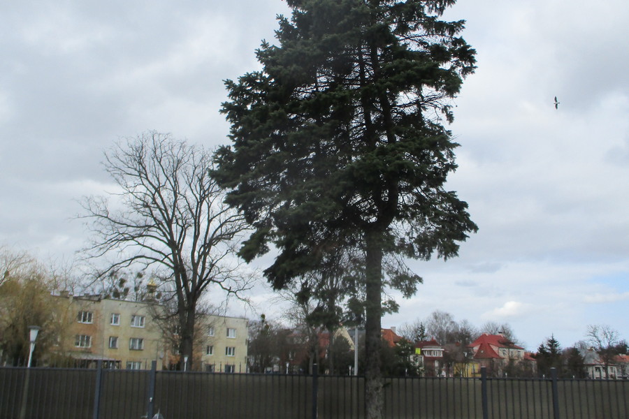 Под предлогом благоустройства во дворах на Ленинском проспекте разрешили вырубить 44 дерева