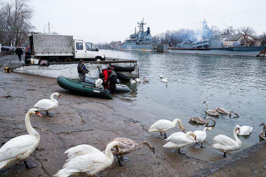 Военно-морской лебедь: зимовка птиц в Балтийске (фото)
