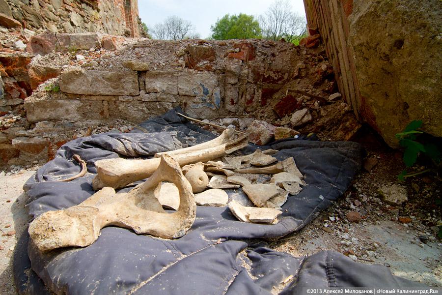 «А денег нет»: в переданной РПЦ кирхе 14-го века в Храброво валяются человеческие кости