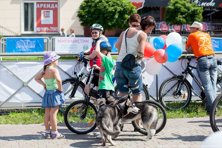  На собаках, колясках и велосипедах: как прошел шестой «День колеса»