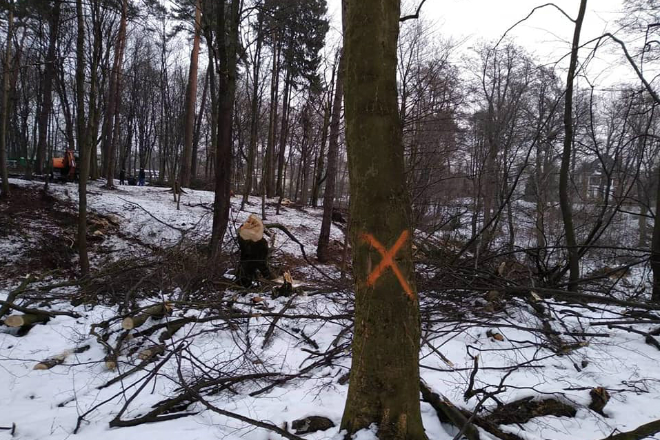 «Странная история»: в мэрии прокомментировали вырубку в парке Теодора Кроне