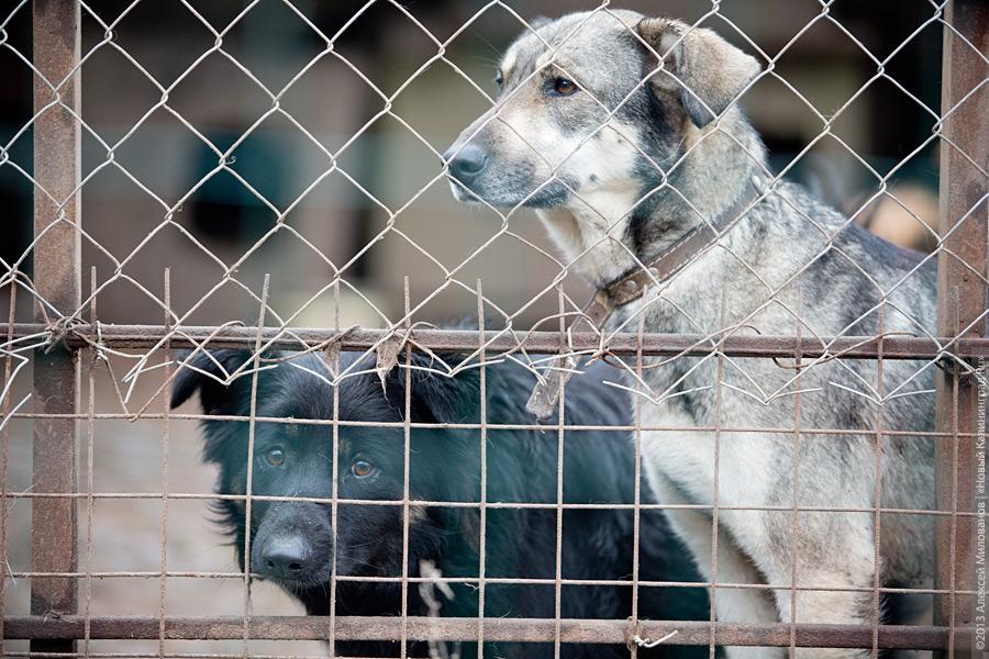 Три этажа собак: как в одной конюшне разместились 70 бездомных животных