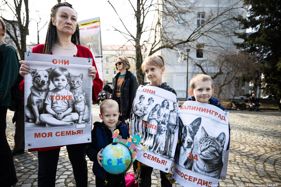 В защиту братьев меньших: в Калининграде прошёл митинг против убийства животных (фото)