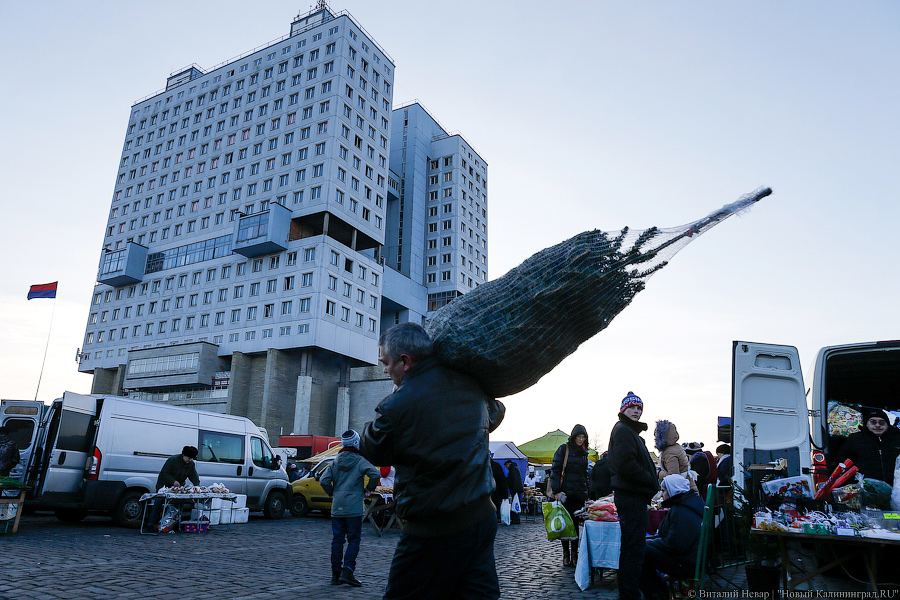 Губернаторский распил: как Алиханов ёлку выбирал