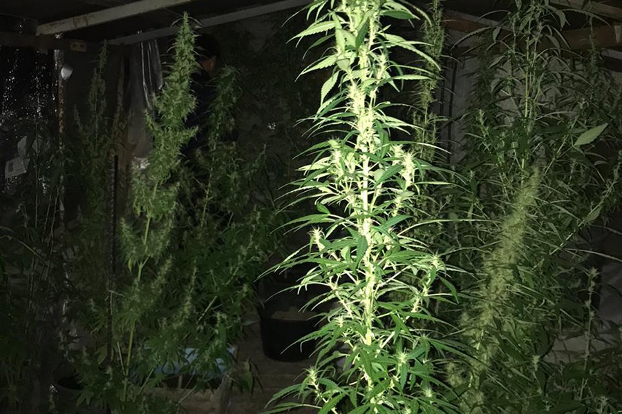 У жителя Гурьевского района на чердаке дома нашли плантацию конопли (фото)