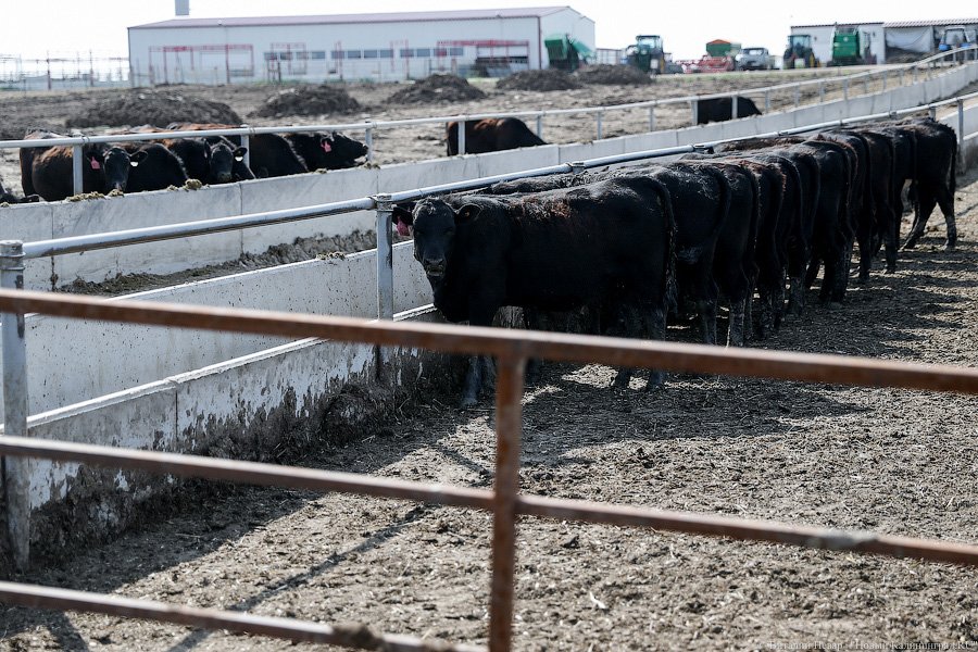 Бойня за землю: что мешает развиваться «Мираторгу» в Калининградской области