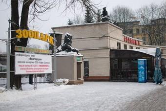 Умер кенгуренок, спасшийся от нападения бездомных собак в сумке матери