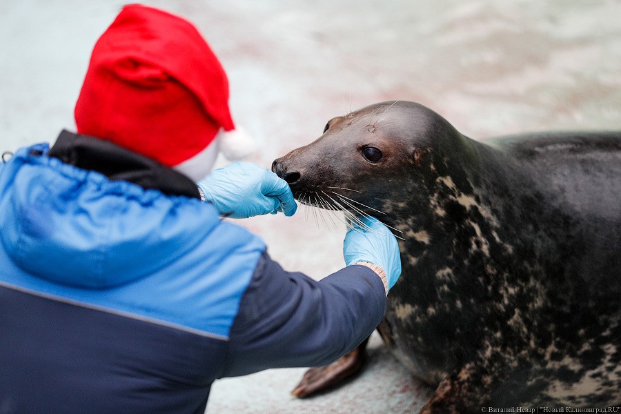 Сюрпризы для зверей: в зоопарке поздравили животных с Новым годом (фото)
