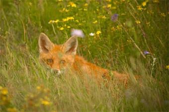 Правительство объявило торги на поставку вакцины для диких лис за 8,2 млн рублей