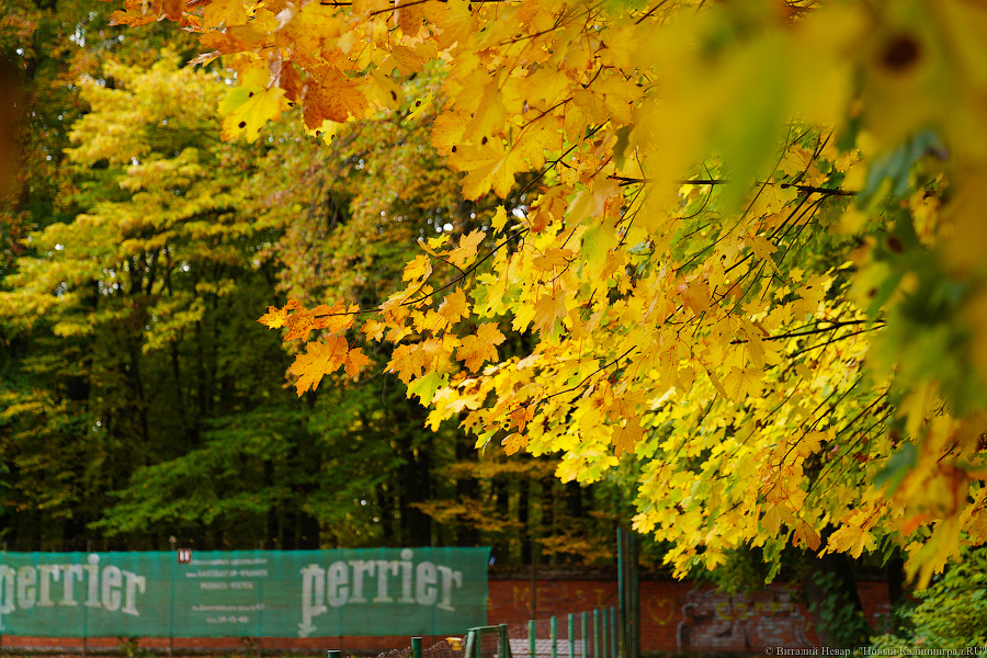 Увидеть в последний раз: осень на стадионе «Спартак», который хотят застроить (фото)