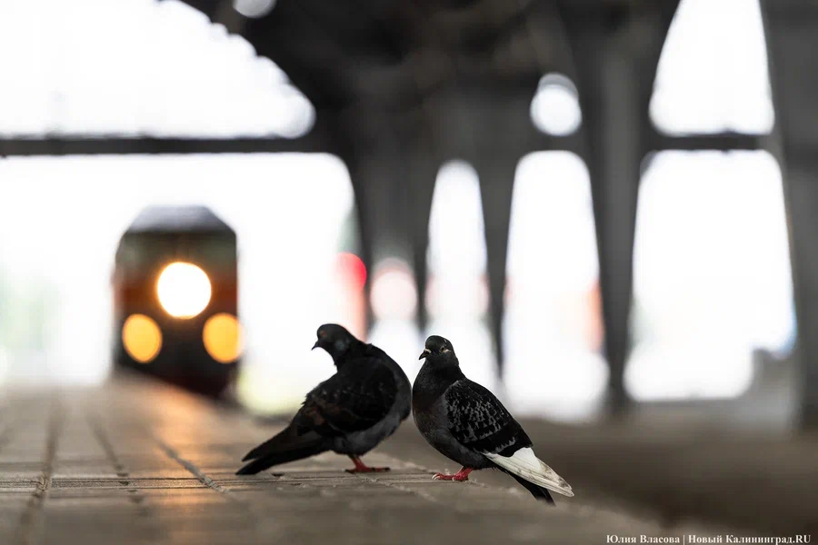 КЖД: расписание движения некоторых пригородных поездов изменится 7 и 8 апреля