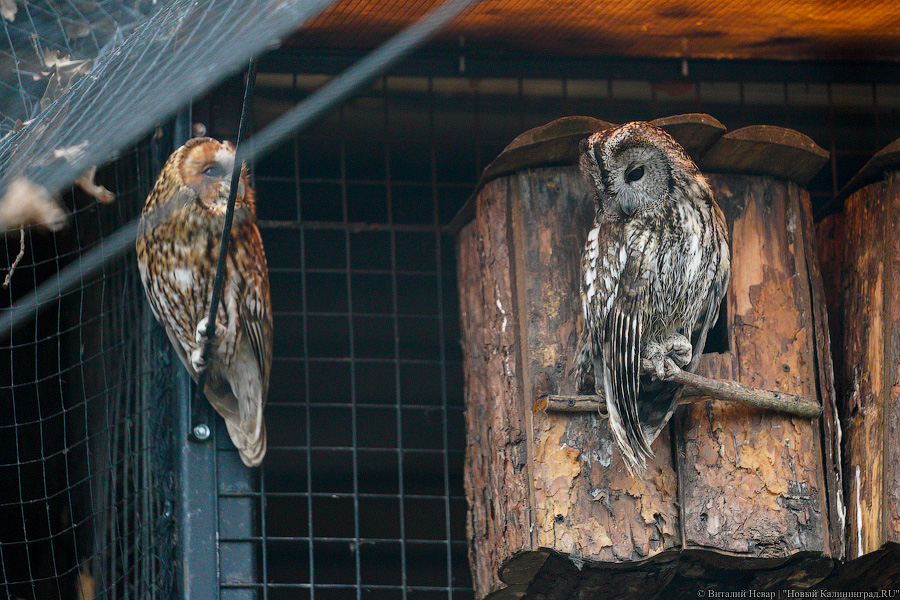 Кость пушистая: посмотрите на животных в Калининградском зоопарке после зимы (фото)