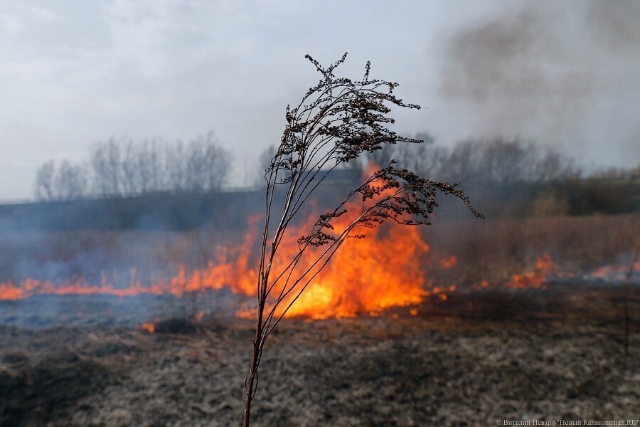 В Калининградской области установлен особый противопожарный режим