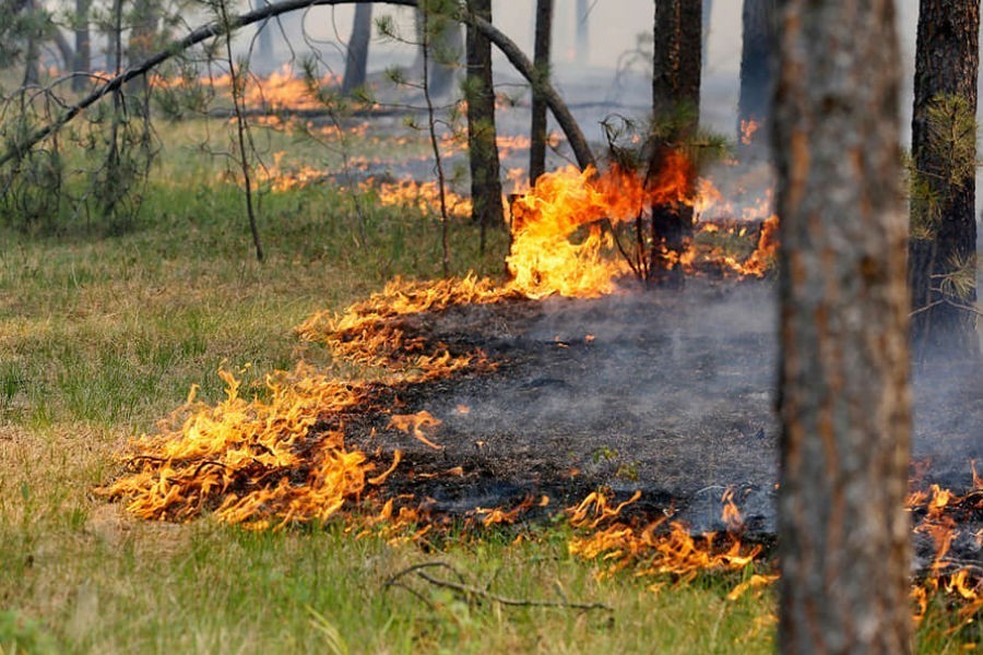 На Балтийской косе возник пожар, сгорели 6 гектаров леса