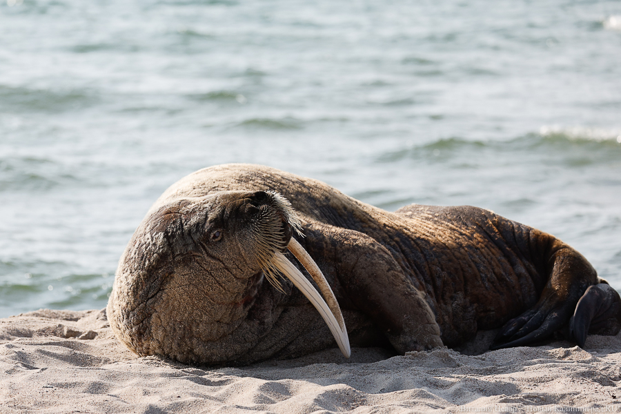 Фото: Виталий Невар / Новый Калининград