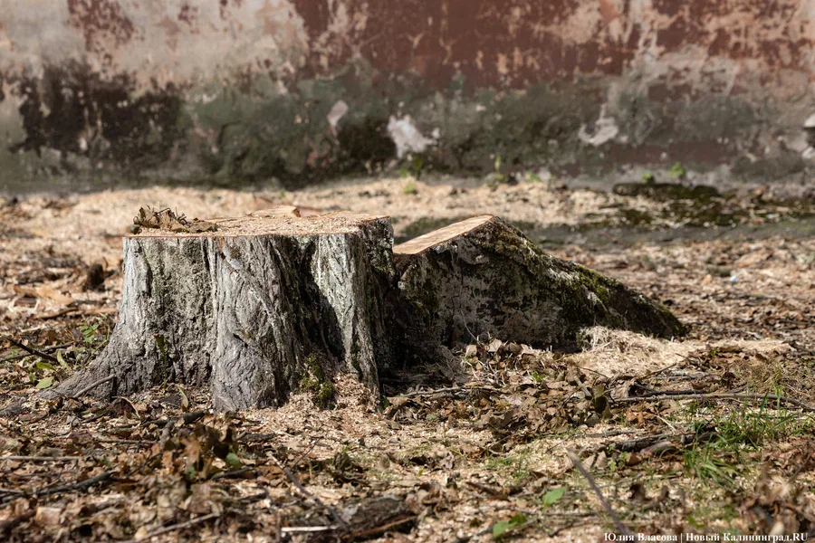 Власти разрешили вырубить 60 деревьев под застройку на улице Левитана