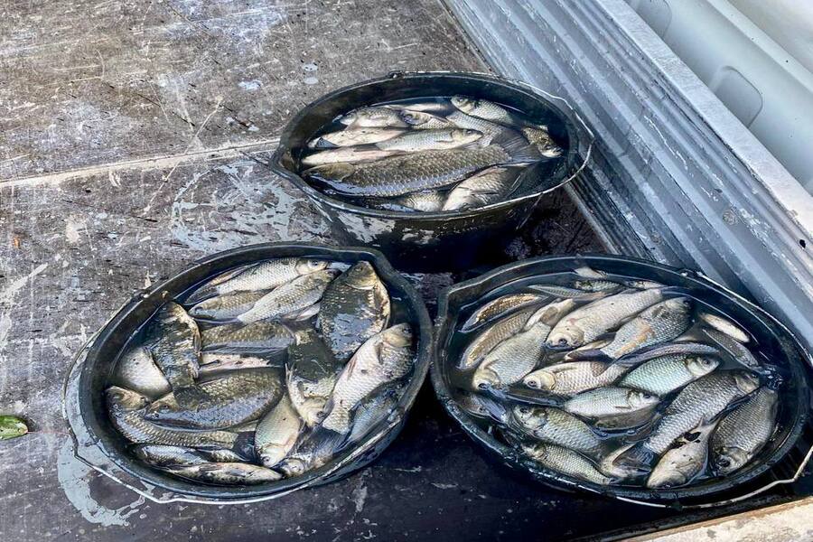 Подрядчик «переселил» карасей на расчищенные участки Литовского ручья (фото)