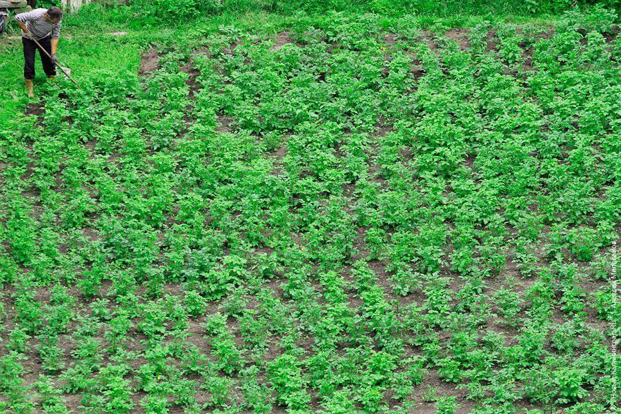 Фото — Алексей Милованов, «Новый Калининград.Ru»