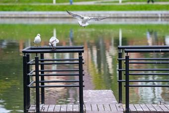 Мэрия нашла моющие вещества и нефтепродукты в канале, впадающем в Верхнее озеро