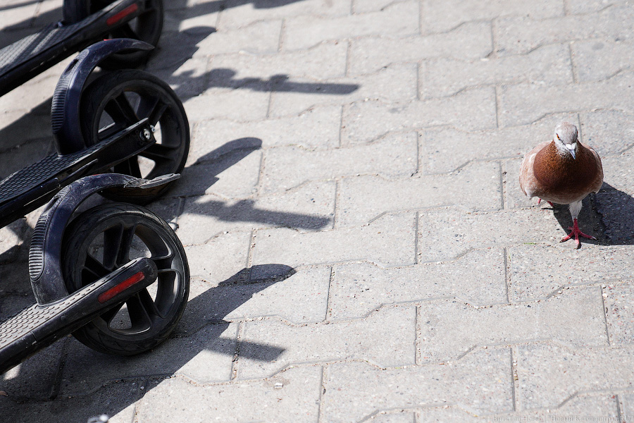 В Калининграде самокатчик стал фигурантом уголовного дела за пьяное вождение