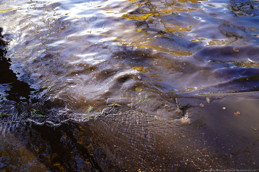 Другой берег улицы: Калининград затопило после шторма (да, опять)