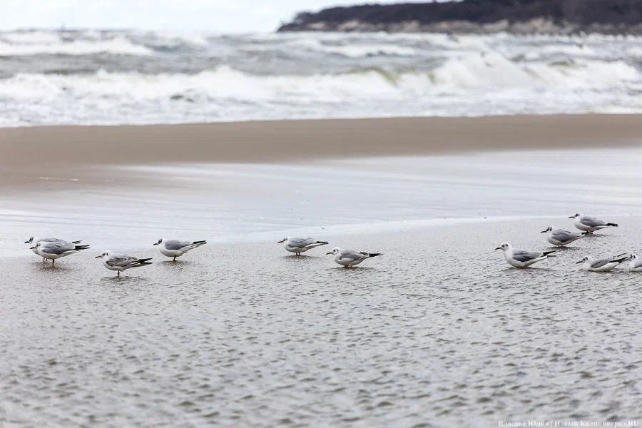 Весна набирает обороты: прогноз погоды в Калининграде на выходные и далее