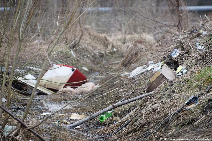 "Чистый лес: 115 на 40": фоторепортаж "Нового Калининграда.Ru" 