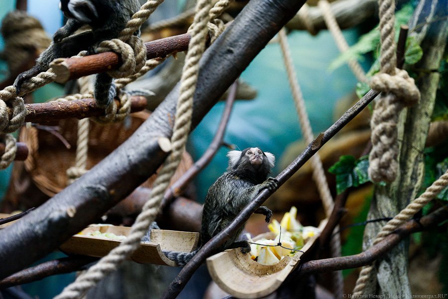 «Все мы выросли в зоопарке»: калининградский зоосад готовится к юбилею
