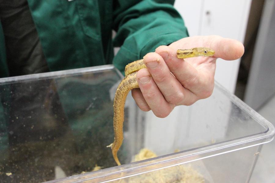 Фото предоставлено пресс-службой Калининградского зоопарка