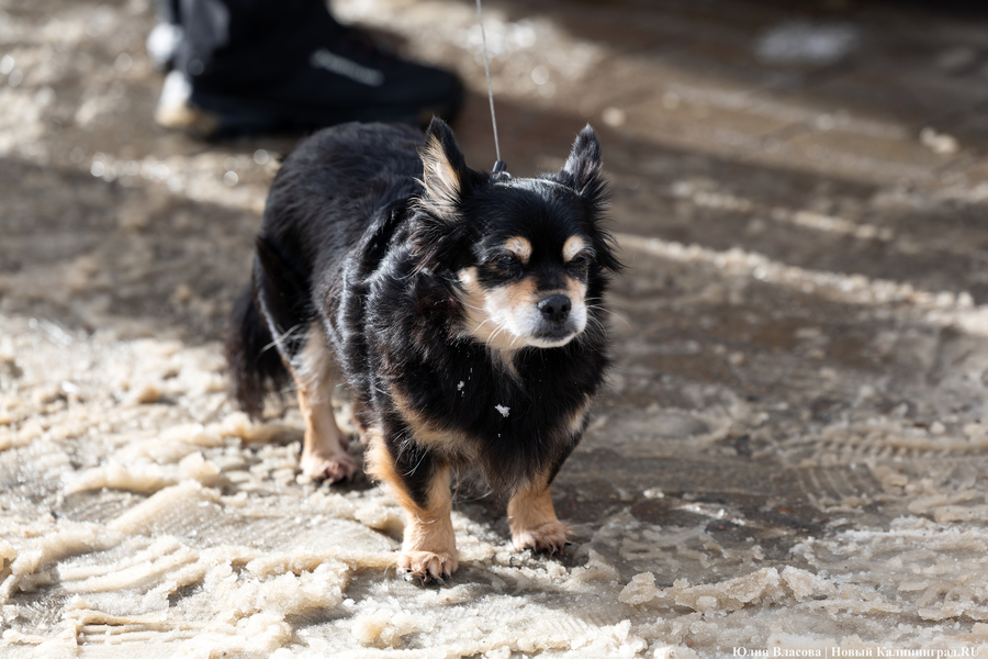 Зима не сдаётся: как выглядят улицы Калининграда после «снежного удара» (фото)