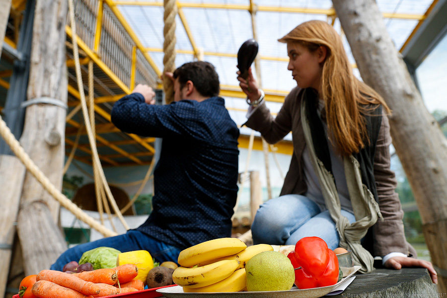 За стеклом: как живется в вольере для орангутанов Калининградского зоопарка