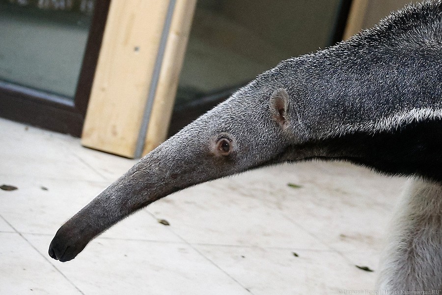 Фото — Виталий Невар, «Новый Калининград»